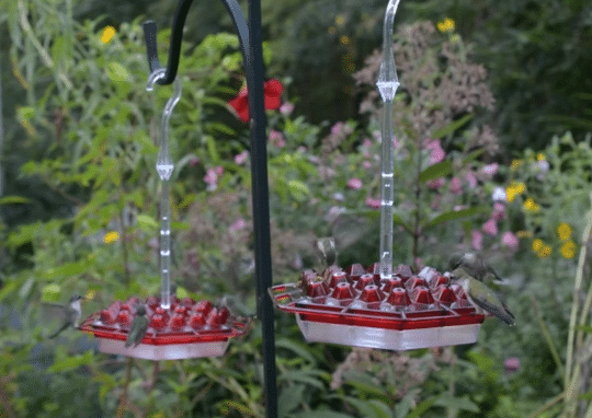 &#128165;50% OFF&#128165;Mary's Sweety Hummingbird Feeder With Perch And Built-in Ant Moat