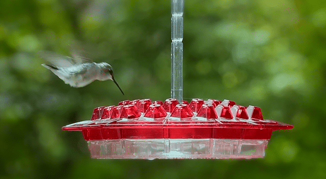 &#128165;50% OFF&#128165;Mary's Sweety Hummingbird Feeder With Perch And Built-in Ant Moat