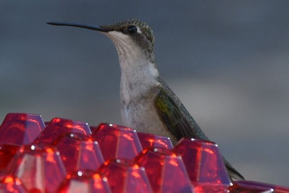 &#128165;50% OFF&#128165;Mary's Sweety Hummingbird Feeder With Perch And Built-in Ant Moat