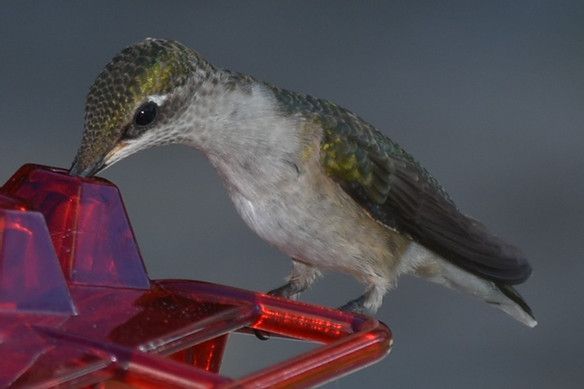 &#128165;50% OFF&#128165;Mary's Sweety Hummingbird Feeder With Perch And Built-in Ant Moat