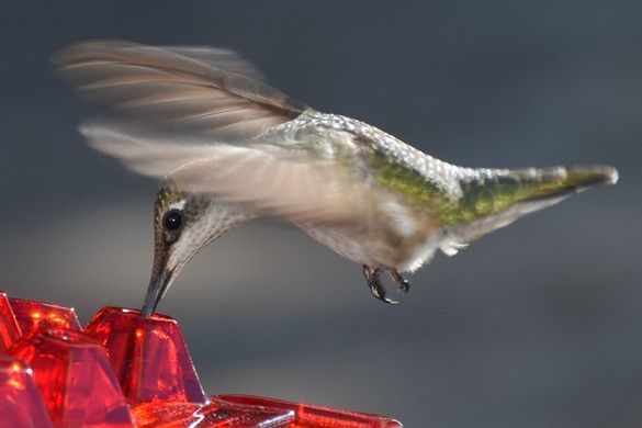 &#128165;50% OFF&#128165;Mary's Sweety Hummingbird Feeder With Perch And Built-in Ant Moat